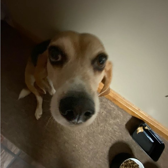 Meet your Posher, Alaina - Picture 1 of 1